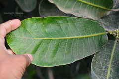 Semecarpus anacardium